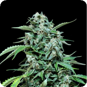 Maxi Haze Auto Feminised Seeds Maxi Haze Auto Feminised Seeds